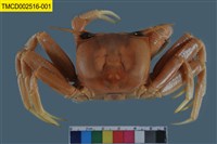 藏品(角眼沙蟹)的圖片